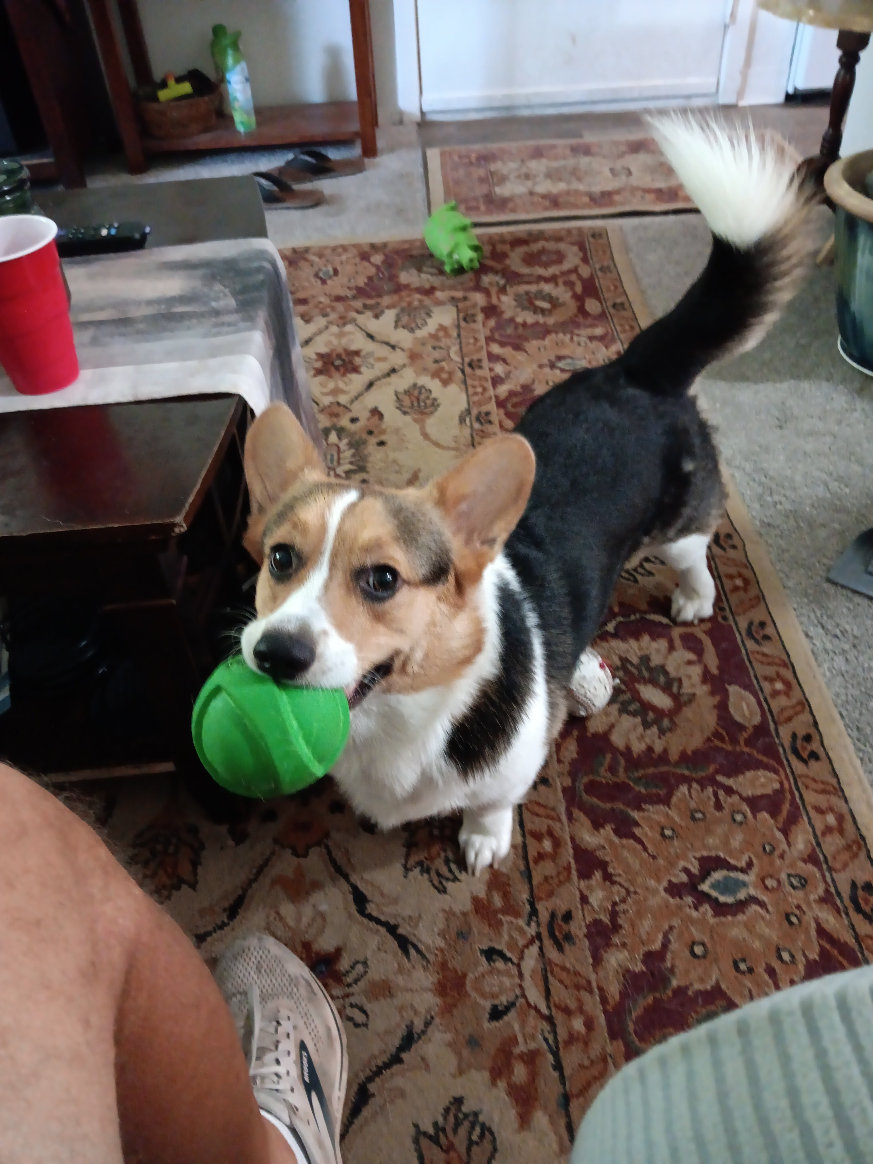 Pets